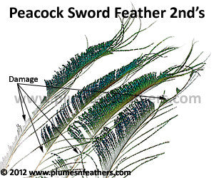 Nat. Peacock Swords 10"/20" 2nd's