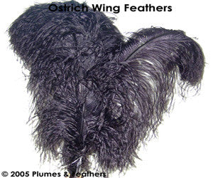 Ostrich Wing Dyed +25"