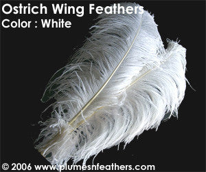 Ostrich Wing Bl. White 13"/17"