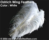 Ostrich Wing Bl. White 22"/25"